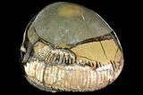 Fossil Ammonite In Septarian Nodule - Madagascar #113496-1